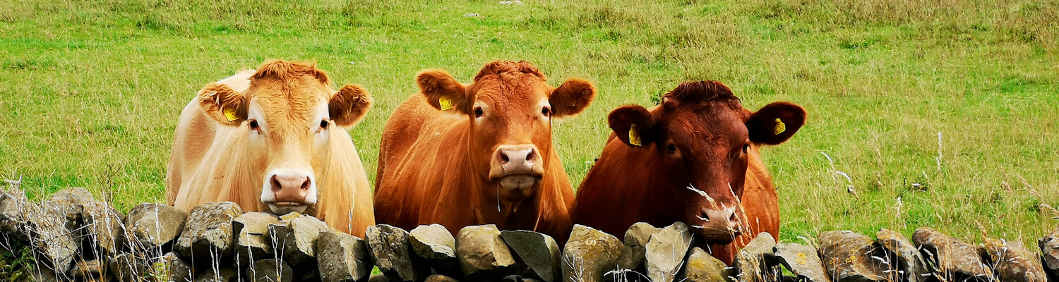 Seguro Responsabilidad Civil Agrícola y Ganadera